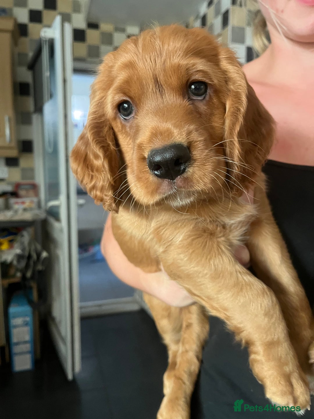 Cocker Spaniel dogs for sale: Heath tested working cocker pups  - Image 11