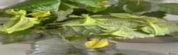 Stick Insects invertebrates for sale: Leaf Insect, (Phyllium letiranti "Tataba)  in Ashford - Advert 1