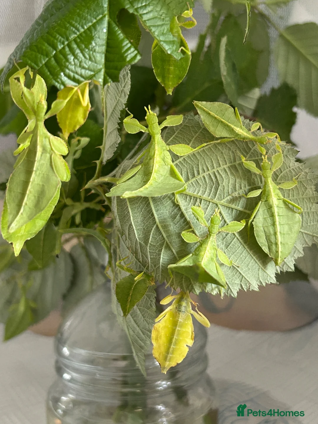 Stick Insects invertebrates for sale: Leaf Insect, (Phyllium letiranti "Tataba)  in Ashford - Advert 1