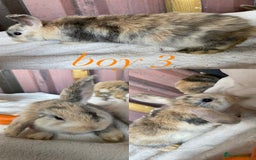 Mini Lion Lop rabbits for sale: mixed litter of mini lion lops - Image 12