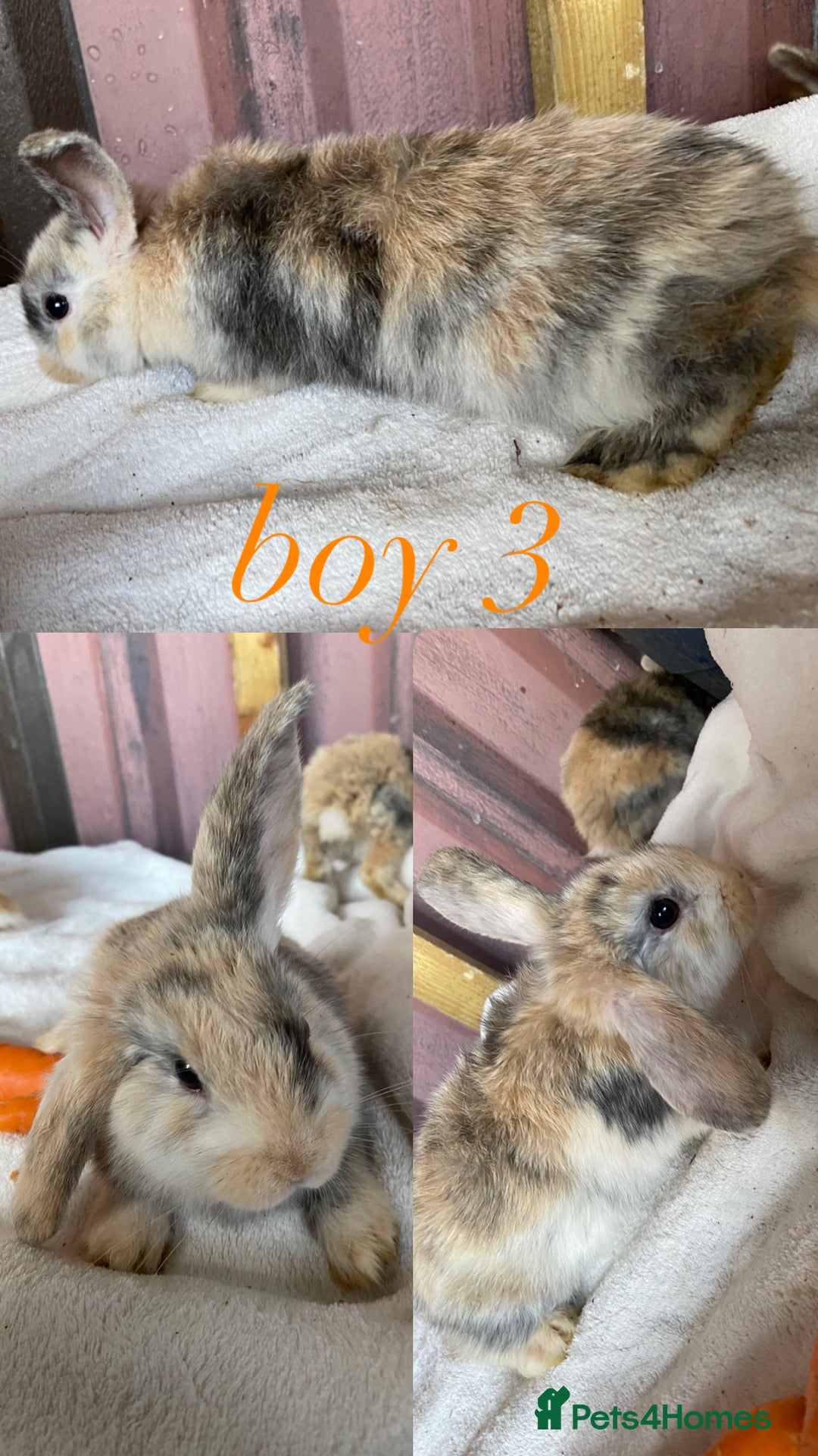 Mini Lion Lop rabbits for sale: mixed litter of mini lion lops - Image 12