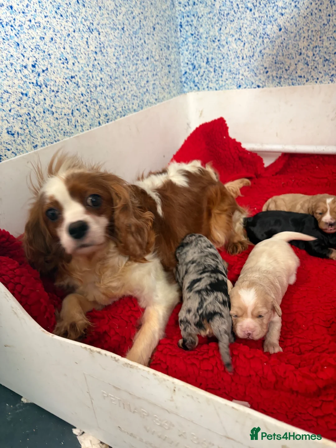 Cavapoo dogs for sale: F1 Beautiful cavapoo puppies Health tested parents - Advert 1