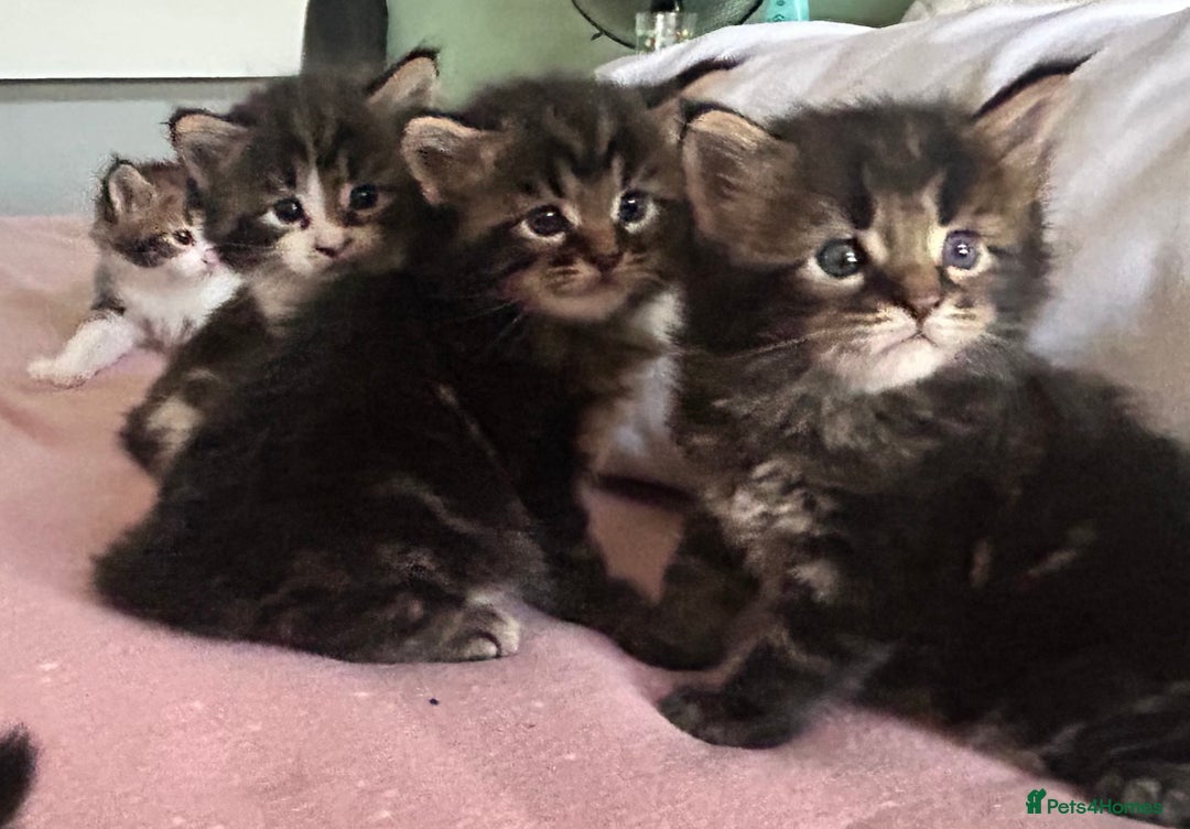 Maine Coon cats for sale: Pure bred Maine coon kittens. 4 males  - Image 5