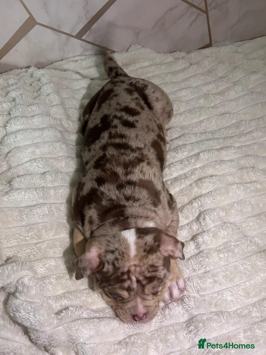 Mixed Breed dogs for sale: 4 girl pocket bully’s ready to go  - Advert 20