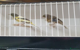 Canaries birds for sale: Canary for sale  - Image 2
