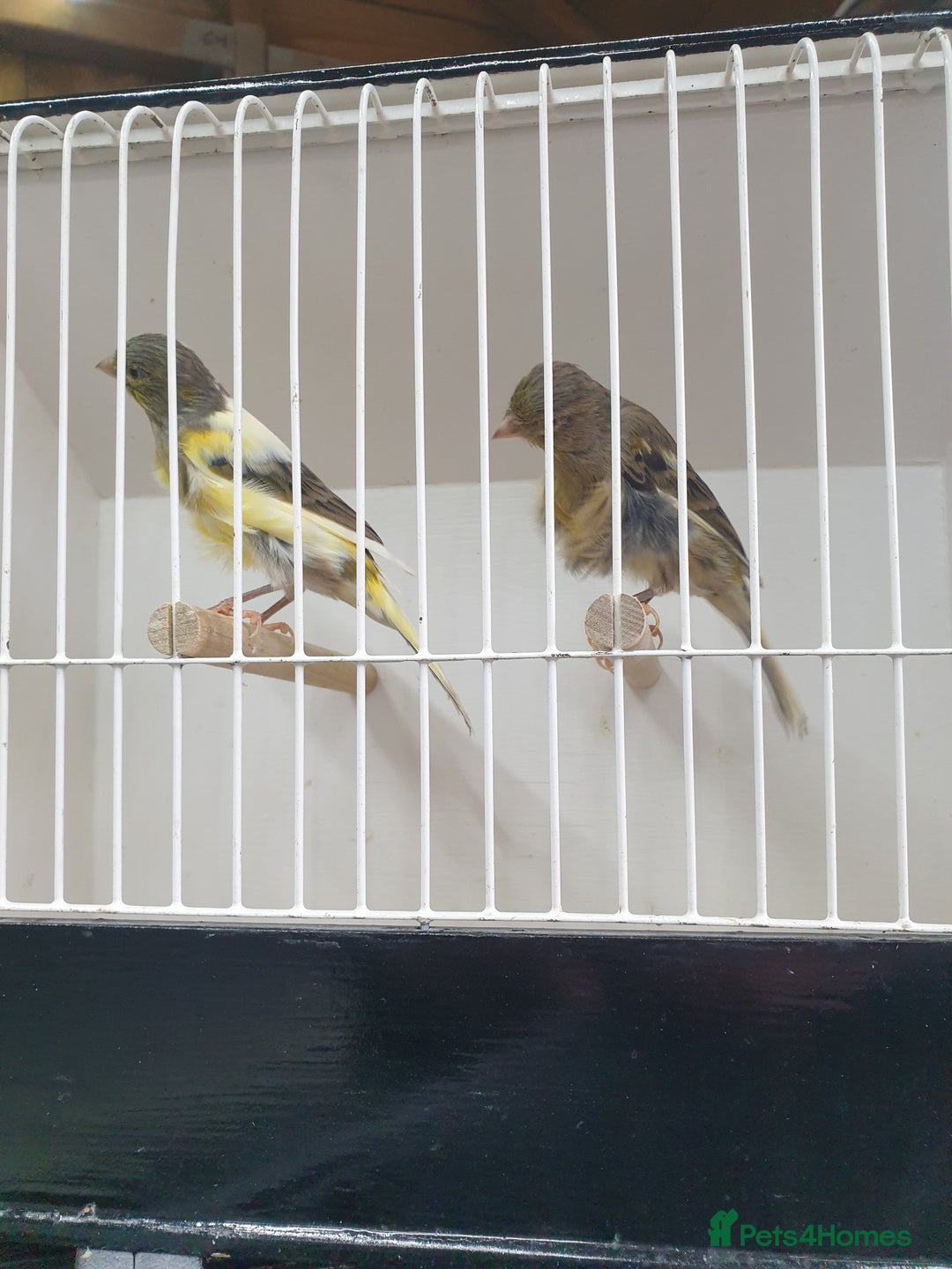 Canaries birds for sale: Canary for sale  - Image 2