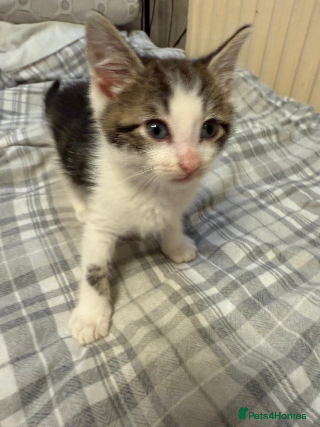 Mixed Breed cats for sale: 5 beautiful kittens  - Image 16
