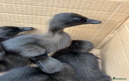 Ducks poultry for sale: Unsexed Cayuga duck  - Image 3