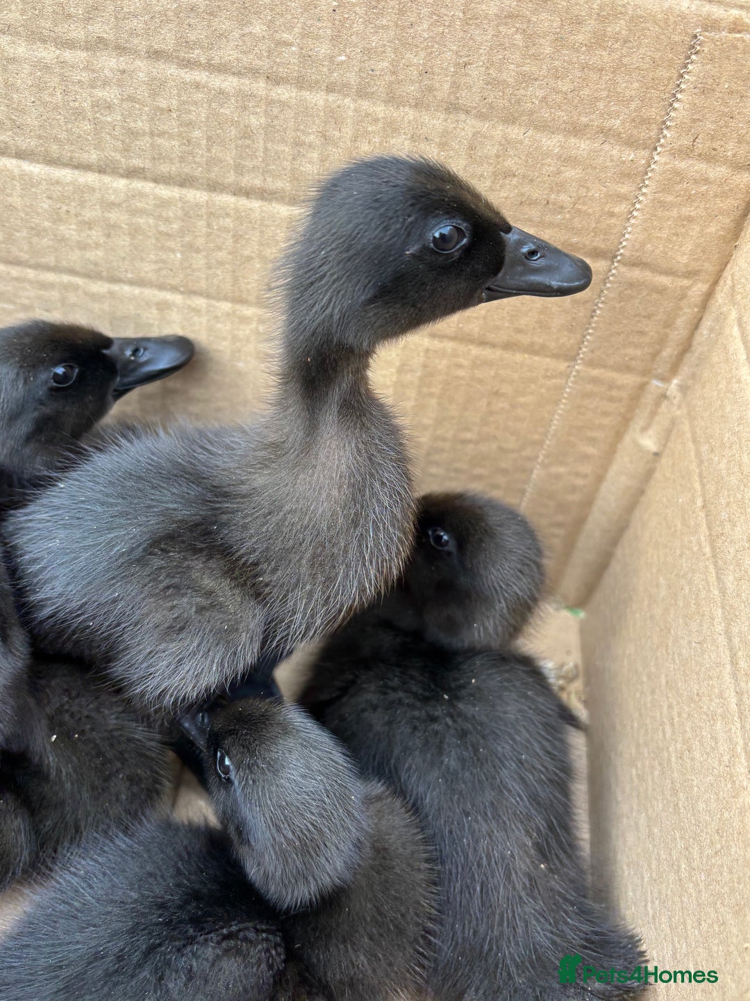 Ducks poultry for sale: Unsexed Cayuga duck  - Image 3