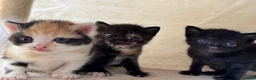 Mixed Breed cats for sale: 5 adorable kittens, (2boys 3girls) ready 3rd June. - Advert 5