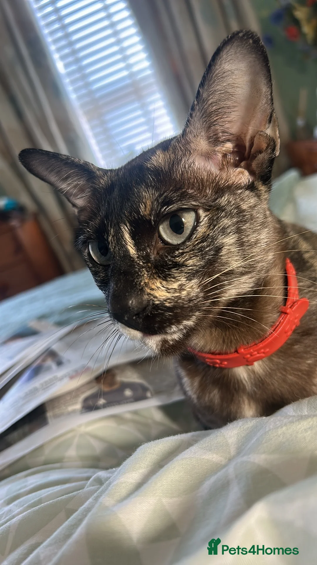 Tonkinese cats for sale: Tonkinese kittens in Gloucester - Advert 1