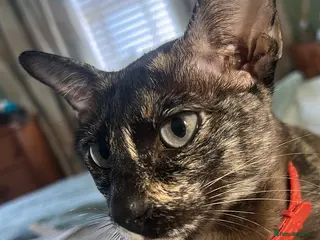 Tonkinese cats Tonkinese kittens - Advert 1