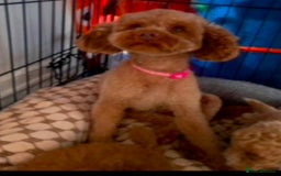 Poochon dogs for sale: Poochon puppies  - Image 8