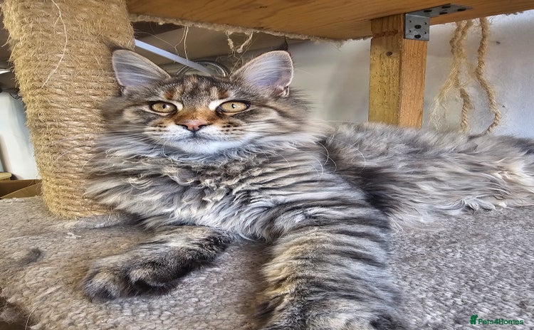 Maine Coon cats - Advert 7