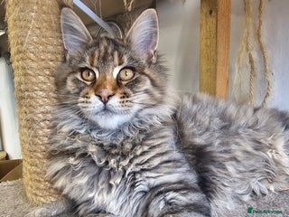 Maine Coon cats Pedigree Maine Coon girl and boy left - Advert 2