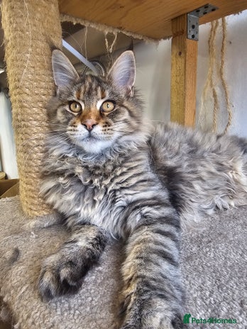 Maine Coon cats - Advert 2