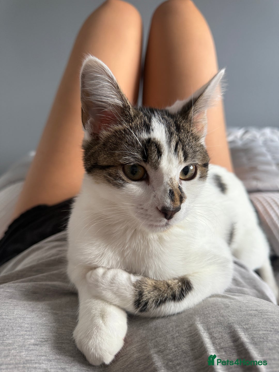 Mixed Breed cats for sale: 5 month kitten for sale - Image 2