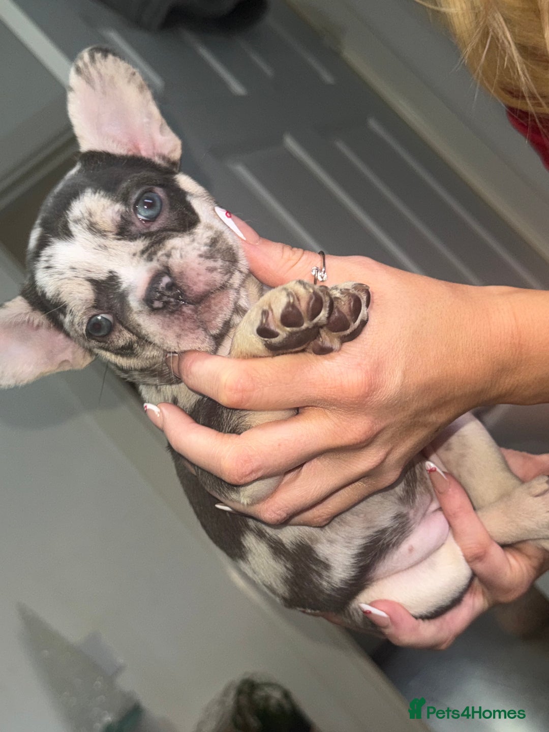 French Bulldog dogs for sale: 🐾Beautiful French Bulldog Puppies🐾 - Advert 7