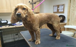 Cocker Spaniel dogs for sale:  Loving 1-Year-Old Cocker Spaniel Boy in Croydon - Image 1