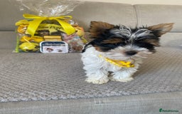 Yorkshire Terrier dogs for sale: Beautiful very small xxxs Biewer Yorkshire Terrier - Image 17