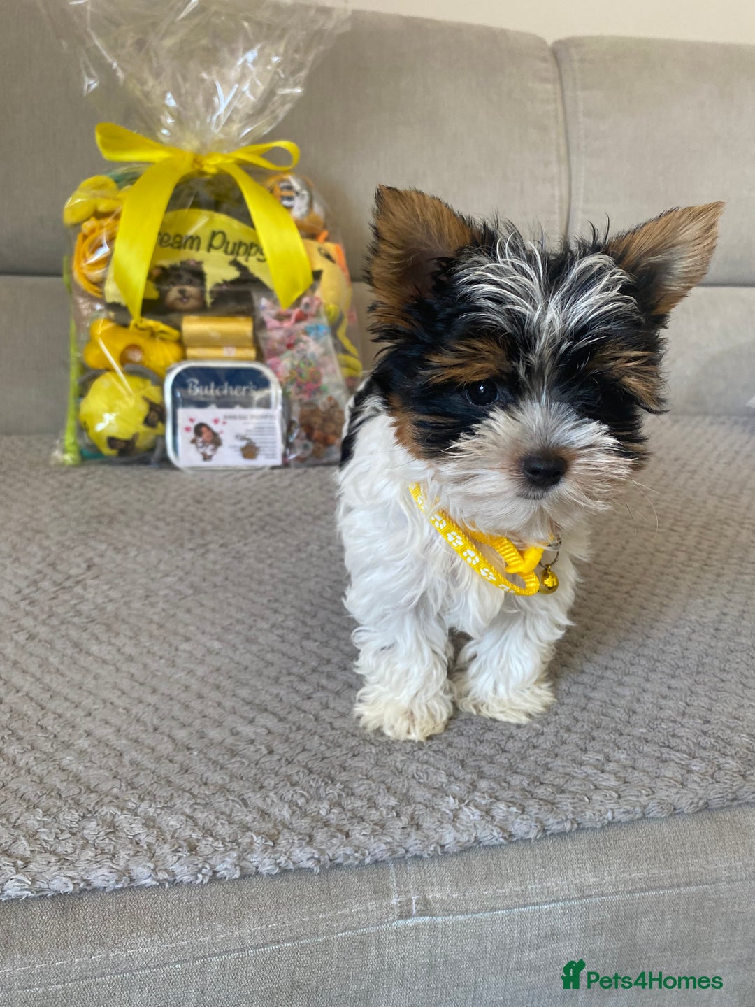 Yorkshire Terrier dogs for sale: Beautiful very small xxxs Biewer Yorkshire Terrier - Image 17
