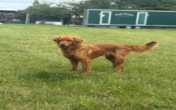 Golden Retriever dogs for stud: HEATH TESTED RED GOLD RETRIEVER  - Image 2