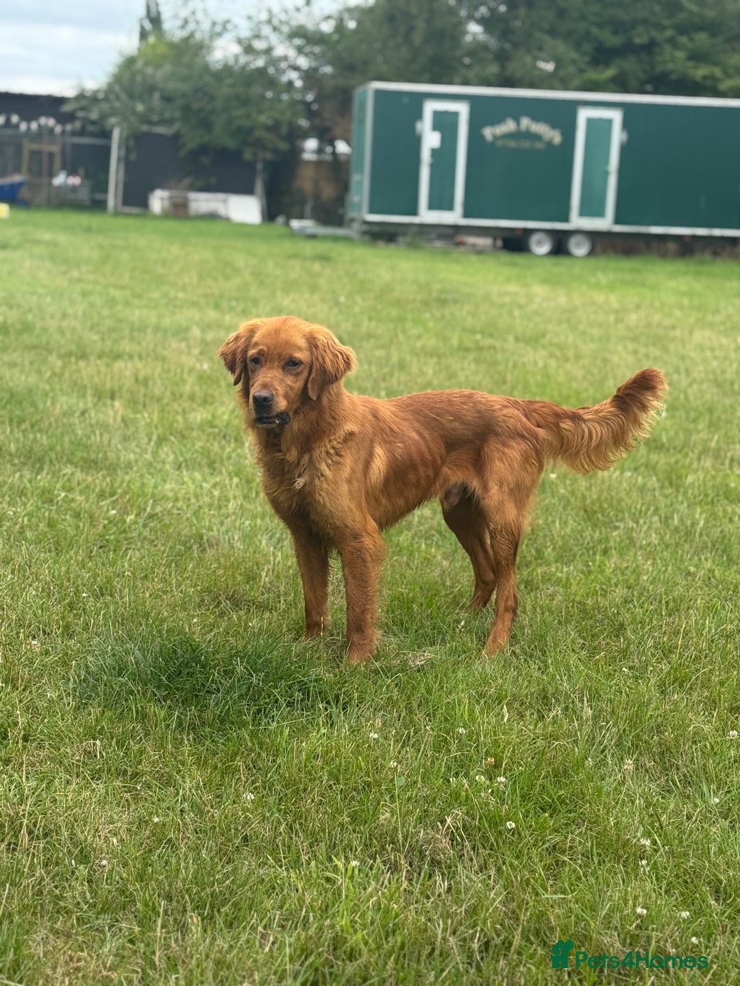Golden Retriever dogs for stud: HEATH TESTED RED GOLD RETRIEVER  - Image 2