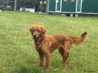 Golden Retriever dogs - Advert 4