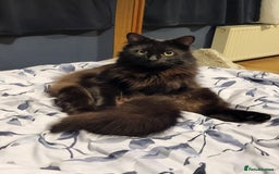 Ragcoon cats for sale: Racoon for Sale - Image 4