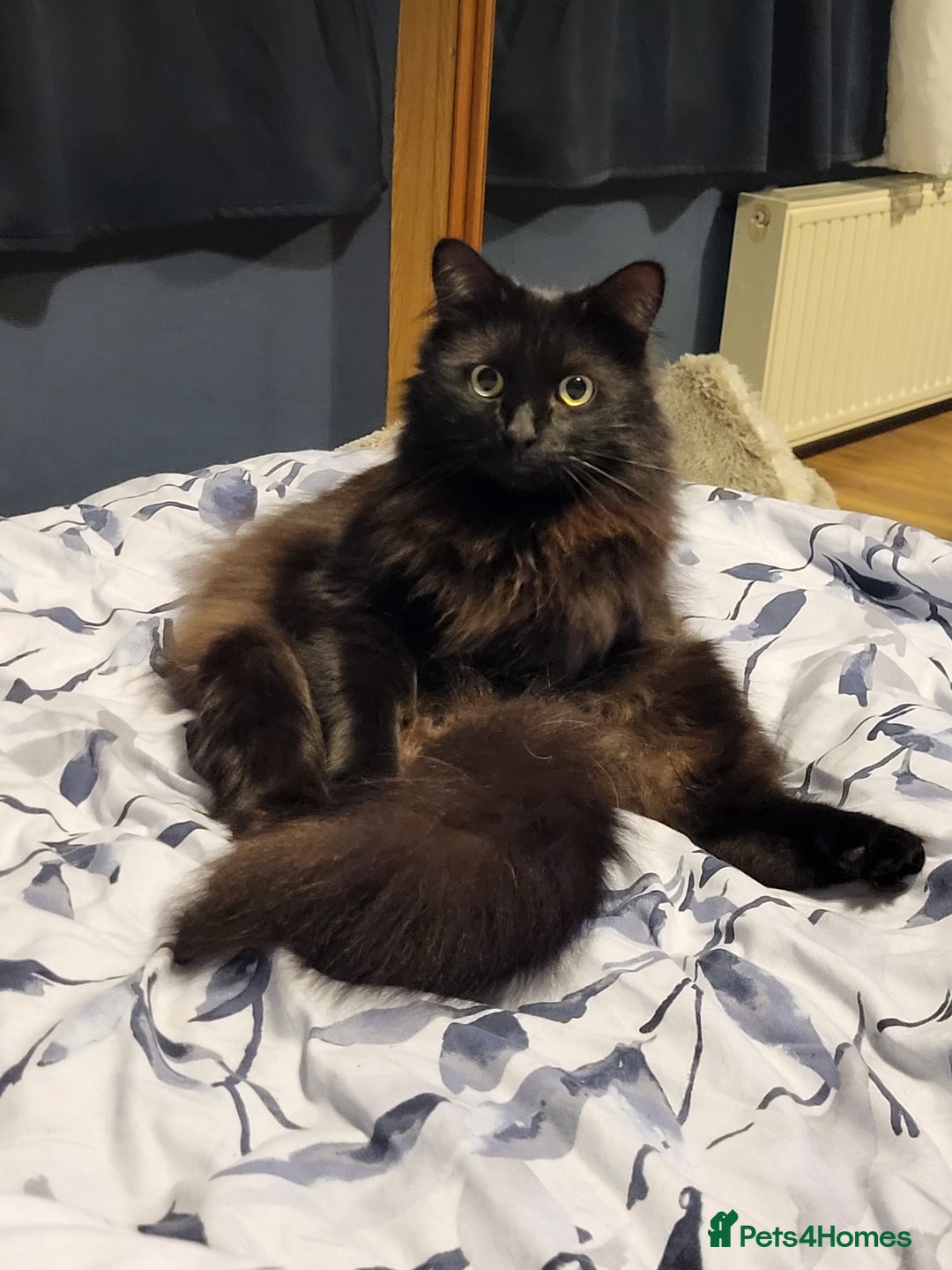 Ragcoon cats for sale: Racoon for Sale - Image 4