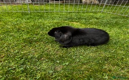 Mini Lop rabbits for sale: mini lops  - Image 6