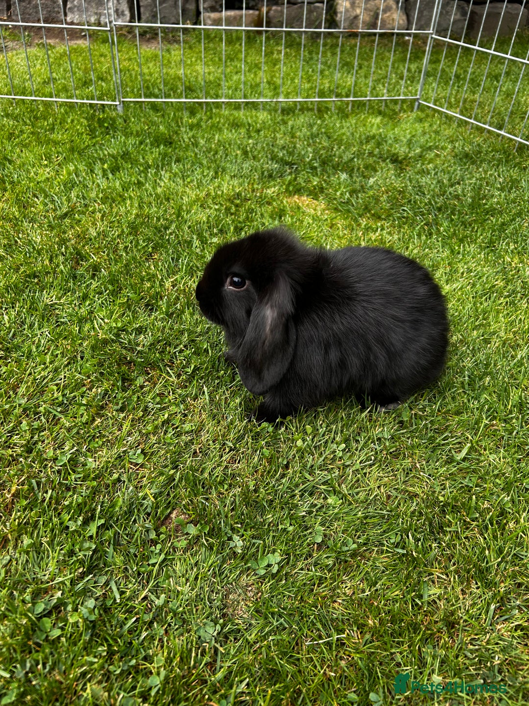 Mini Lop rabbits for sale: mini lops  - Image 6