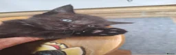 Mixed Breed cats for sale: 6 mixed-breed kittens - Advert 7