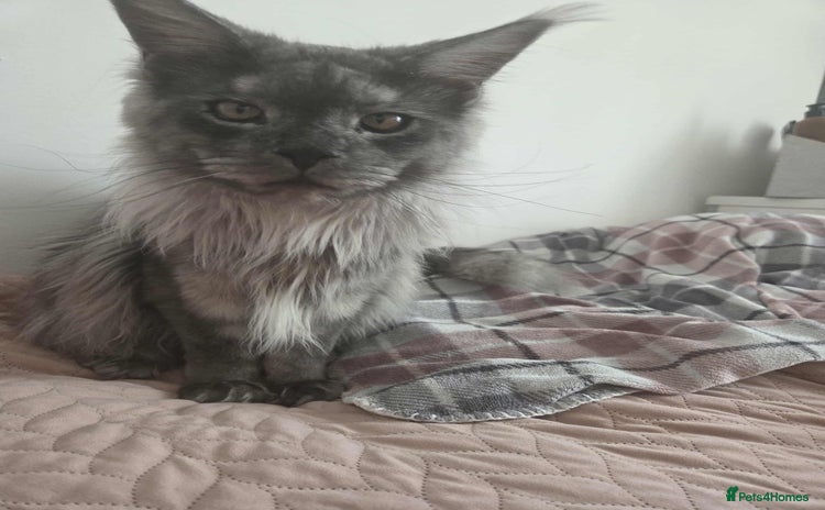 Maine Coon cats 2 years old Russian Male full active  - Advert 1