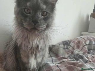 Maine Coon cats 2 years old Russian Male full active - Advert 10