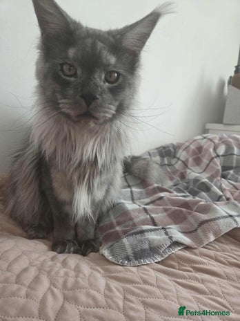 Maine Coon cats 2 years old Russian Male full active - Advert 2