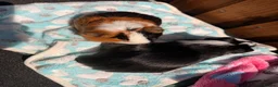 Guinea Pig rodents for sale: 2 bonded Male Guinea pigs  - Advert 2