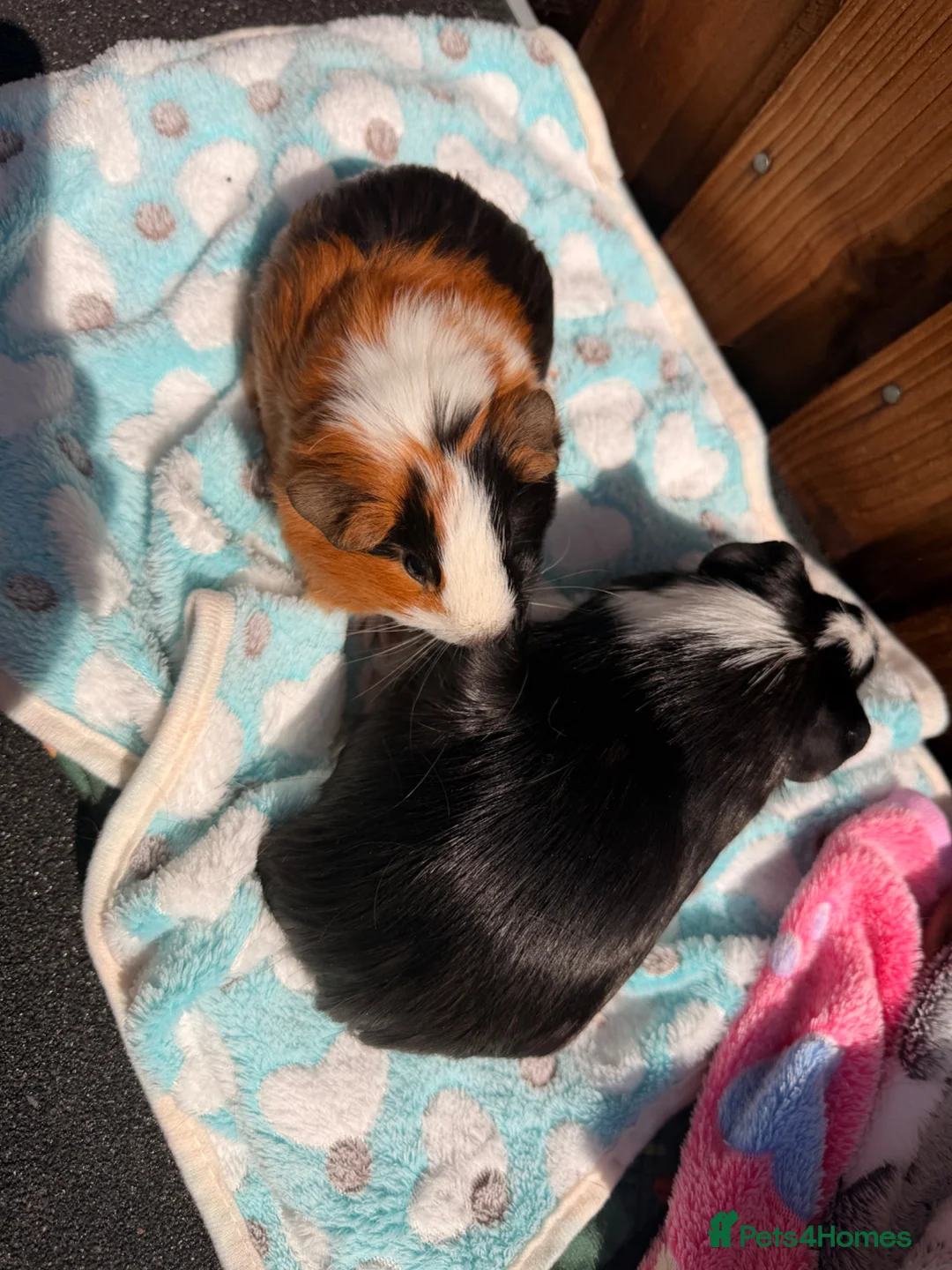 Guinea Pig rodents for sale: 2 bonded Male Guinea pigs  - Advert 2