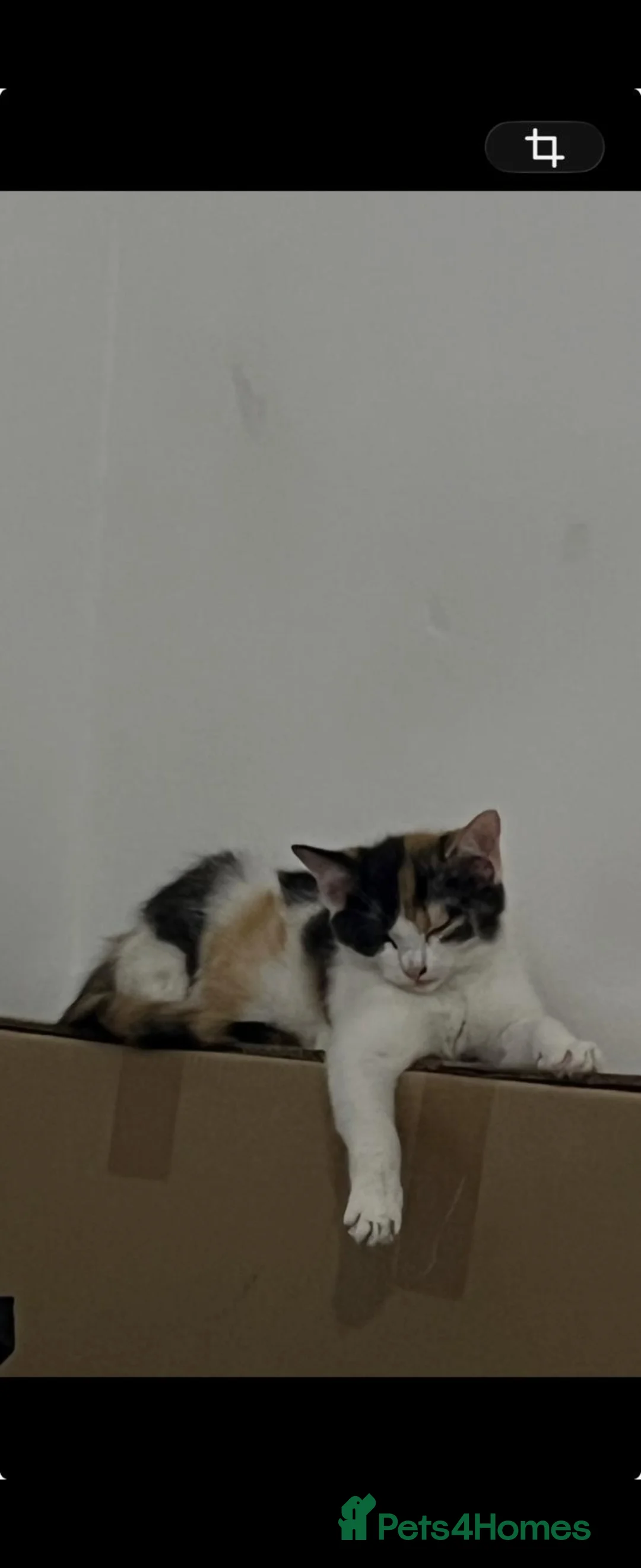 British Shorthair cats for sale: British short-hair mix kittens available for sale! - Advert 21