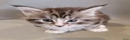 Maine Coon cats for sale: Pedigree XXL mainecoon kittens  - Advert 13