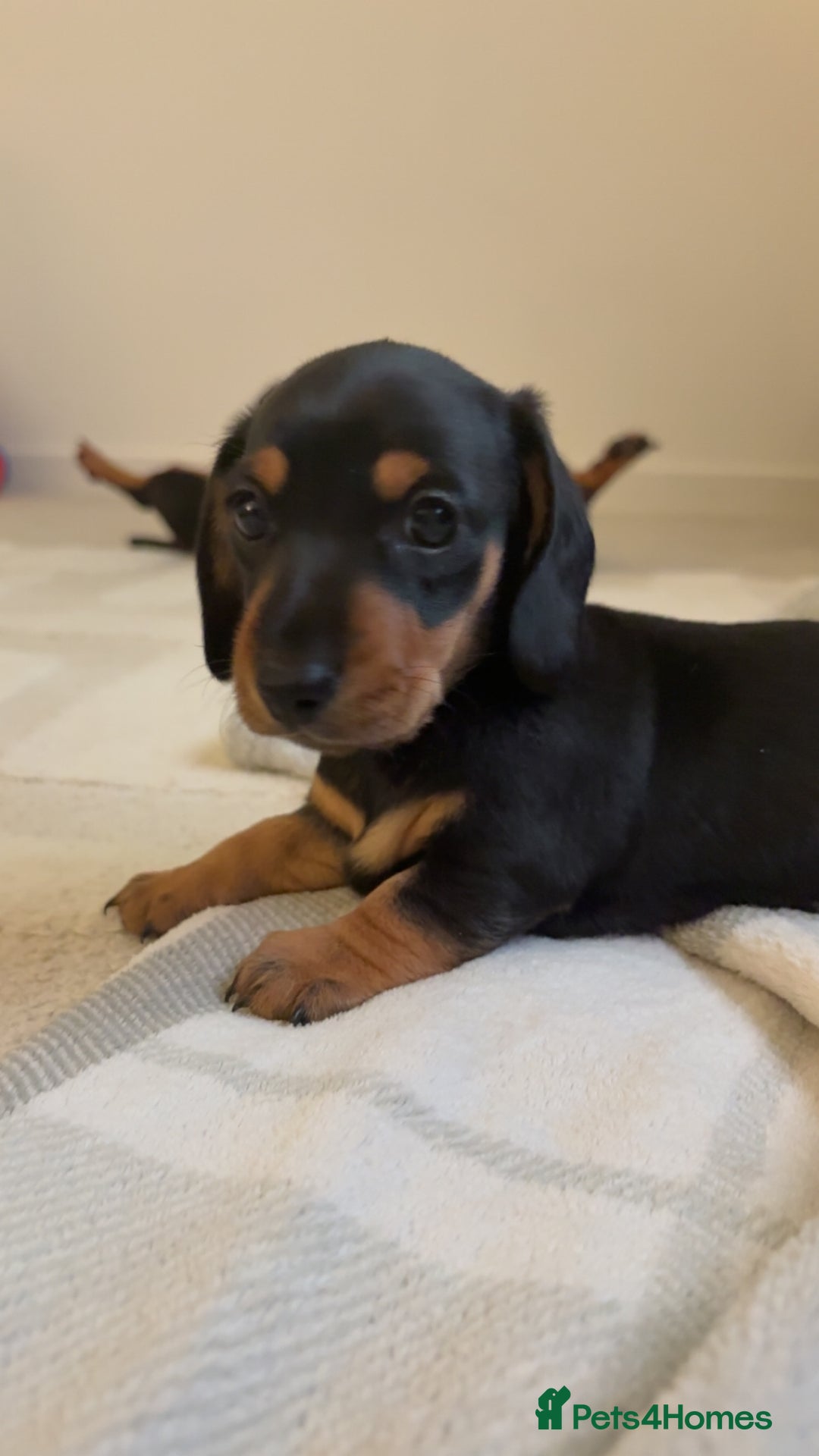 Miniature Dachshund dogs for sale: READY TO LEAVE KC Pedigree Miniature dachshunds - Advert 7