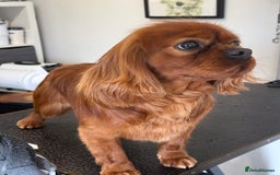 Cavalier King Charles Spaniel dogs for stud: Fully Health Tested Cavalier King Charles Stud in Prudhoe - Image 6