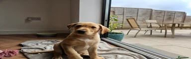 Labrador Retriever Puppy 1