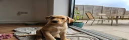 Labrador Retriever dogs for sale: Working Labrador puppies  - Advert 2