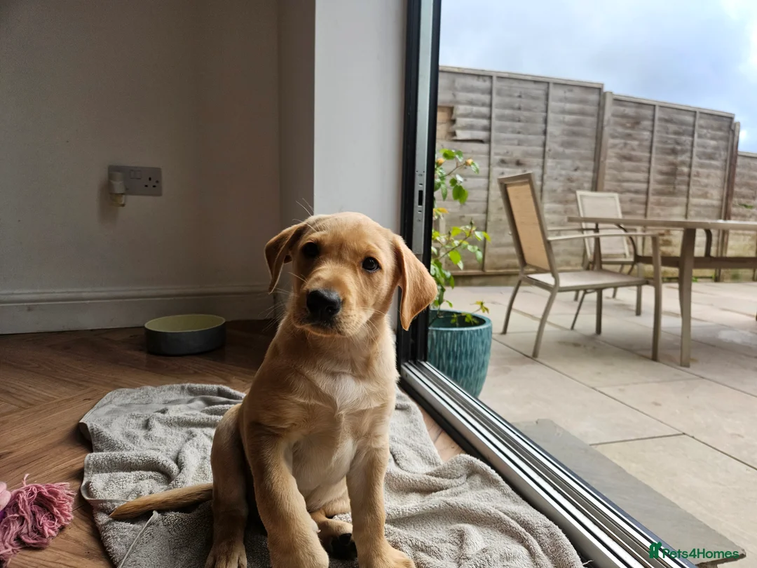 Labrador Retriever dogs for sale: Working Labrador puppies  - Advert 2