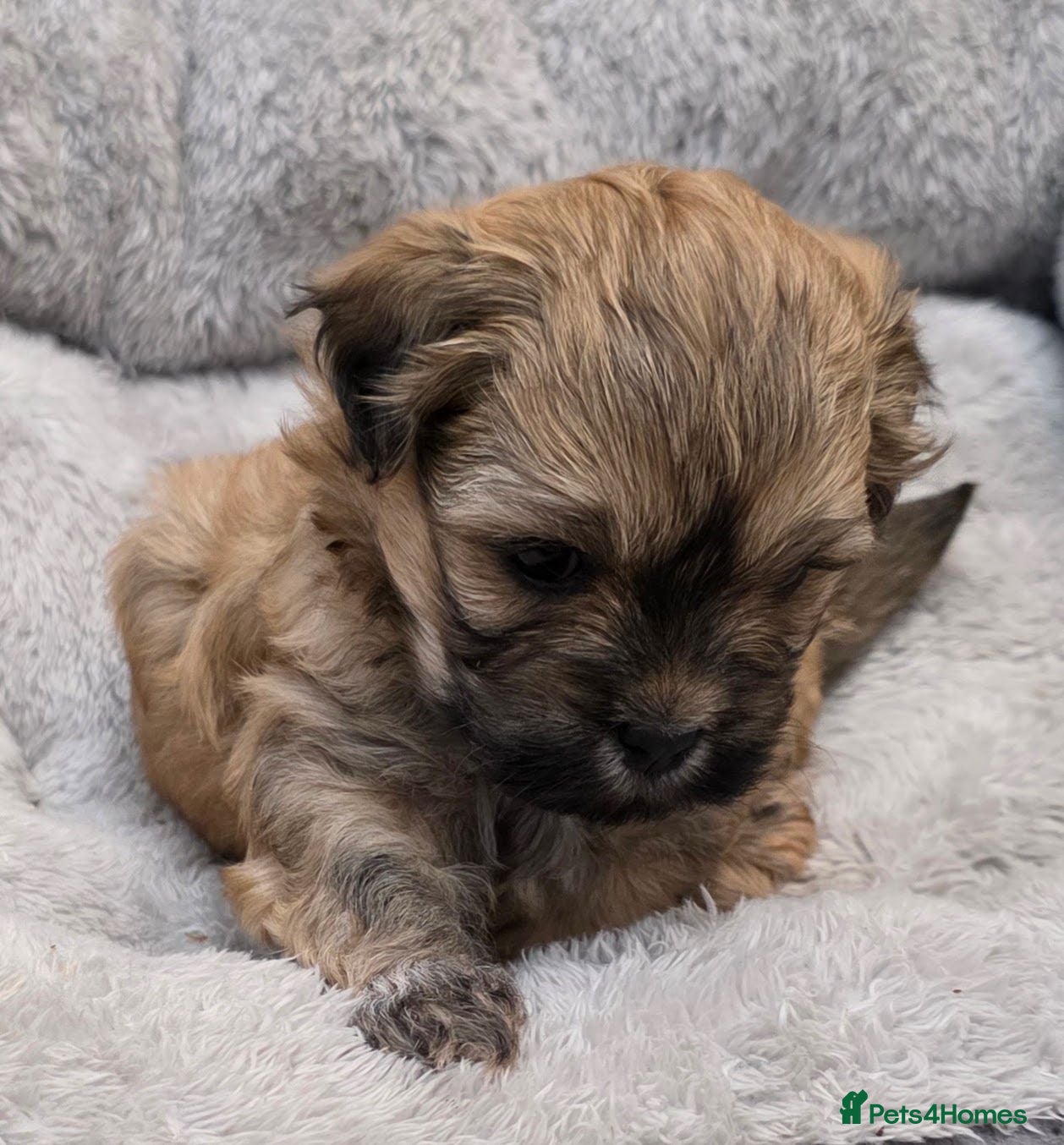 Zuchon dogs Gorgeous Shichon Puppies. Bichon Frise x Shih Tzu - Advert 1