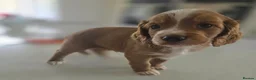 Cockapoo dogs for sale: F1B Toy cockapoo puppies in North East - Advert 29