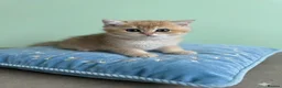 British Shorthair cats for sale: 🌟 Golden kittens. Fluffy happiness for you 🌟 - Advert 13