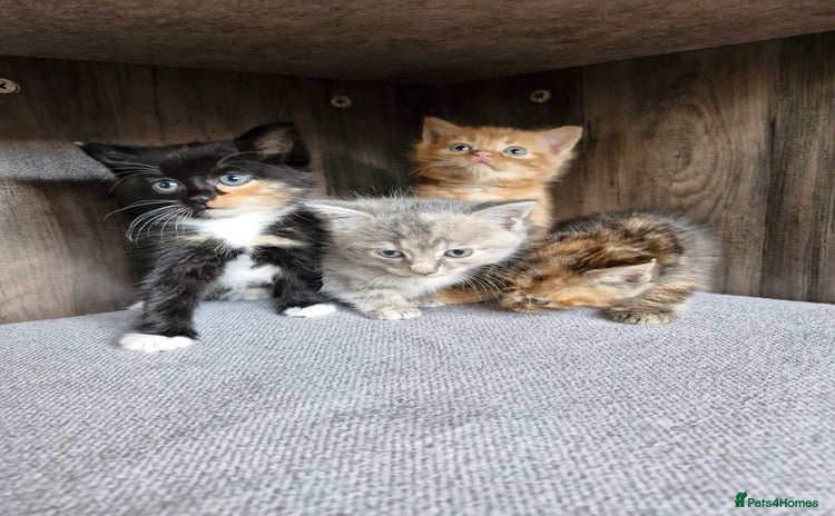 Mixed Breed cats - Advert 1