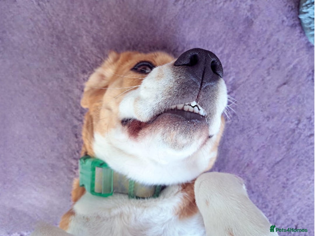 Beagle dogs for sale: Energetic Beagle - Advert 3